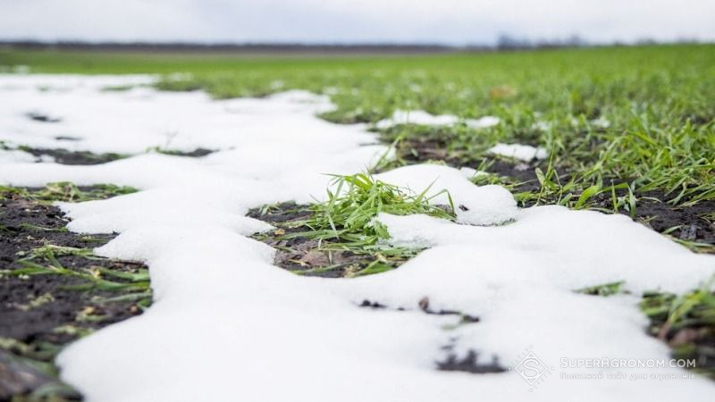 На Черкащині збитки від заморозків колосальні