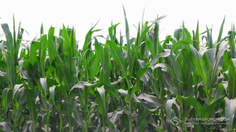 POP-up метод підживлення дає до 9 ц/га прибавки урожайності кукурудзи
