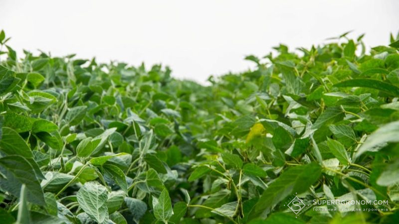 Компанія Ukravit представила новий гербіцид Флагман Екстра для захисту посівів сої