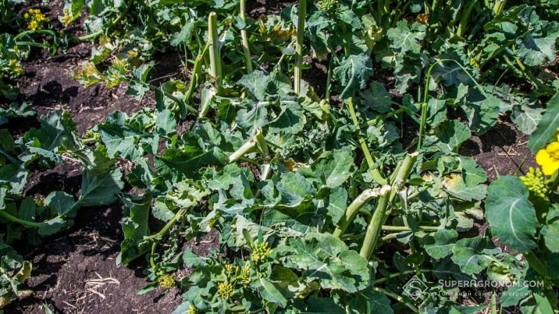 На Донеччині загинули майже 35% посівів озимого ріпаку