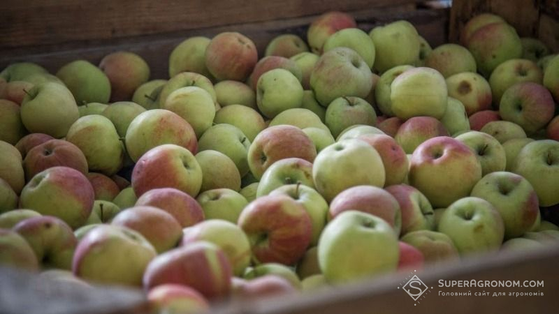 Експерти поки що мають сумніви щодо урожаю яблук і груш в Україні