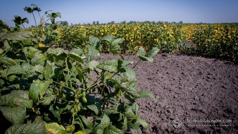 В Запорізькій області соя та льон почали витісняти соняшник