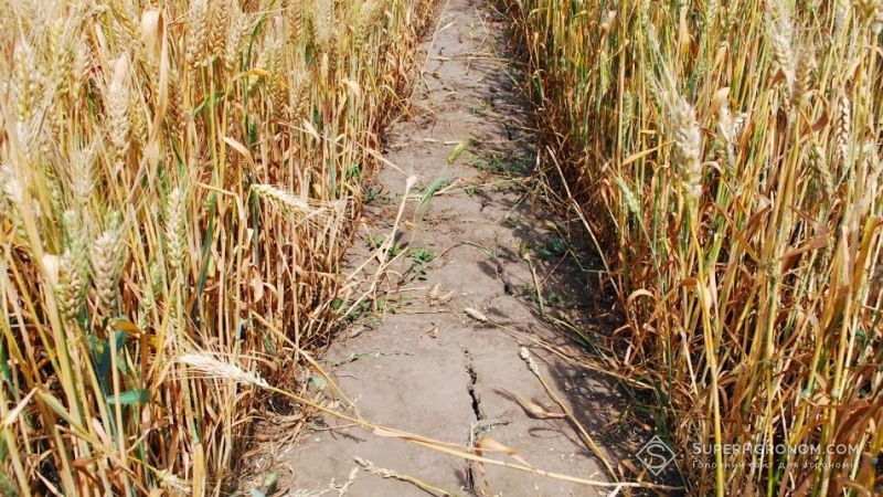 На Херсонщині пшениця іноземної селекції не витримала спеки й посухи