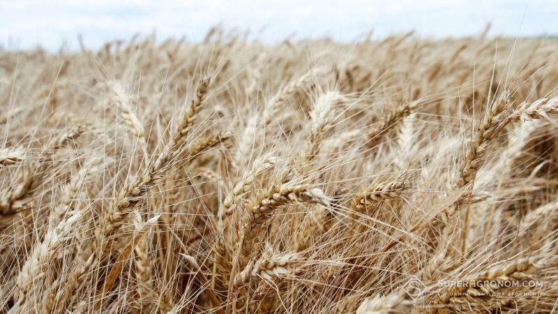 Вчені прогнозують зниження врожаю пшениці на 15-20%