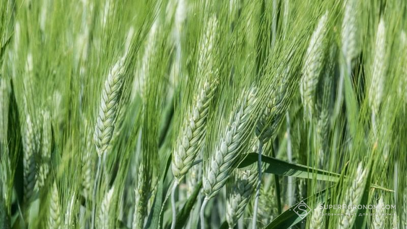Продуктивність озимої пшениці на Сумщині відповідає середньорічним показникам