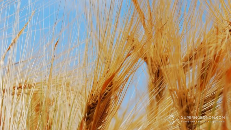 Яра пшениця і ячмінь вступили в фазу наливу зерна