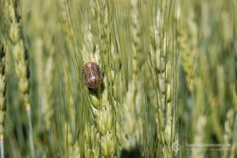 Зернові на півдні України страждають від личинок клопа-черепашки