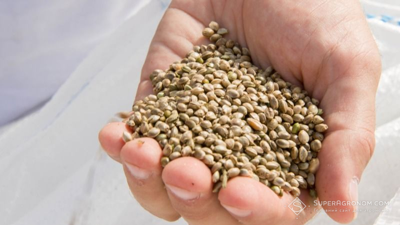 Чи зможе Україна стати світовим лідером з експорту сортового насіння?