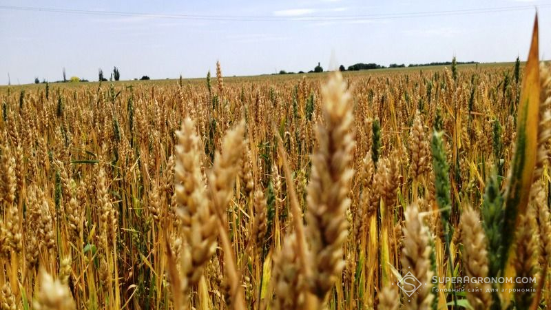Аграрії змушені завчасно починати збирання озимого врожаю через аномальну посуху