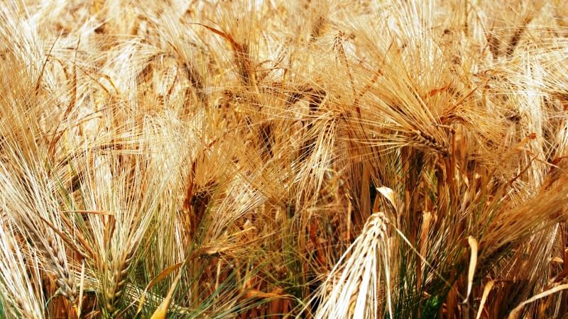 На Прикарпатті цьогоріч очікують високий урожай зернових