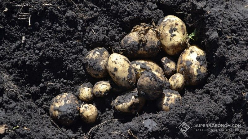 Херсонське господарство «Грін Тім» розпочало збирання урожаю молодої картоплі