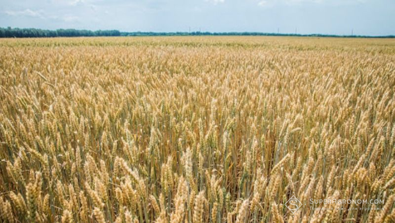 Пшеничне поле