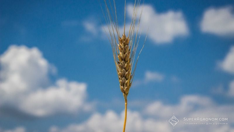 Урожайність озимої пшениці знизилась на 10 ц/га