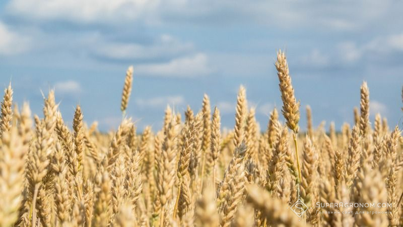 Україна ризикує недоотримати 15-20% урожаю зернових та ріпаку 