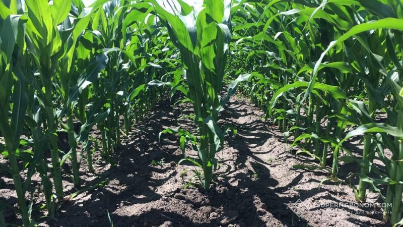 Херсонська кукурудза страждає від дефіциту вологи