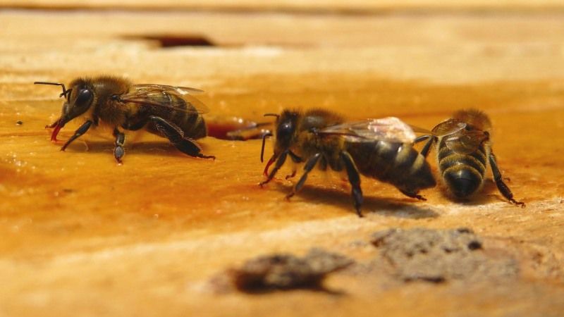 На Сумщині пасічники погрожують агрономам через загибель бджіл