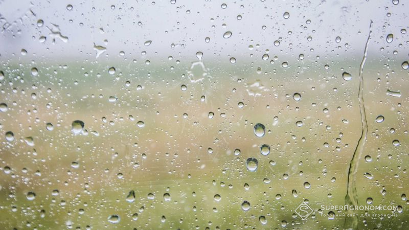 Дощі зупинили жнива на Одещині