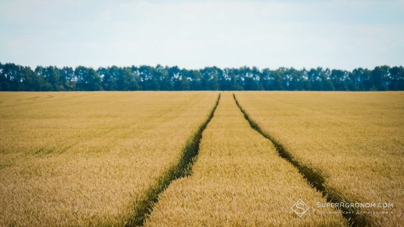 На Київщині тривають жнива ранніх зернових