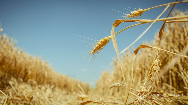 ТОП-5 областей України з найвищим показником урожайності