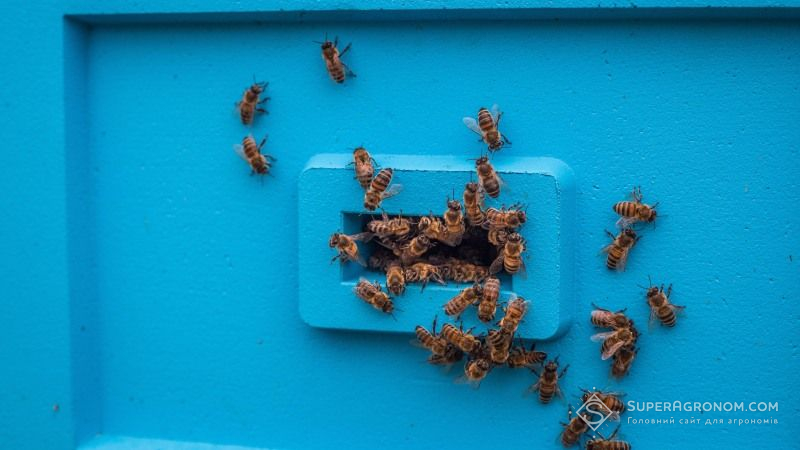 Внаслідок обприскування полів бджоли гинуть не лише в Україні