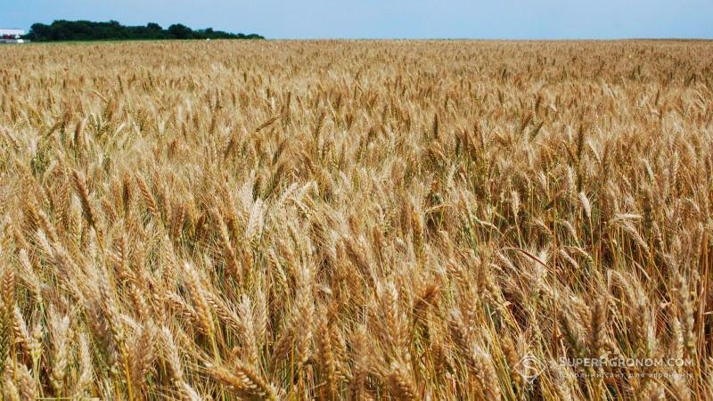 Збір зернових культур у поточному сезоні очікується на рівні 61,1 млн тонн