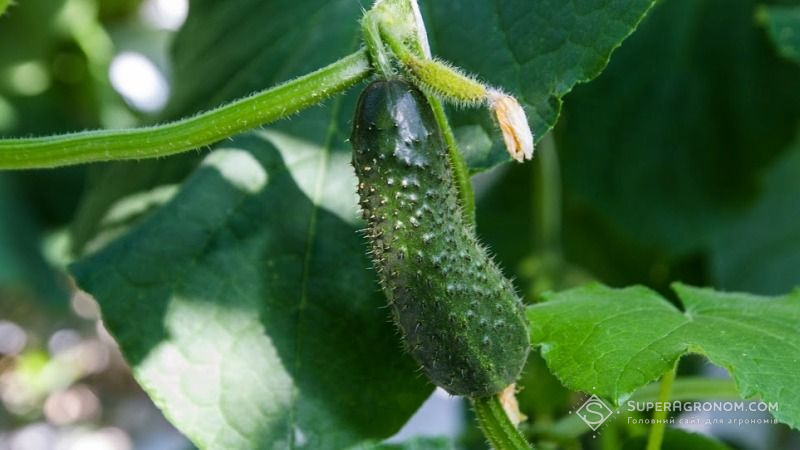 Холодна весна спричинила значне зниження темпів збирання урожаю огірків