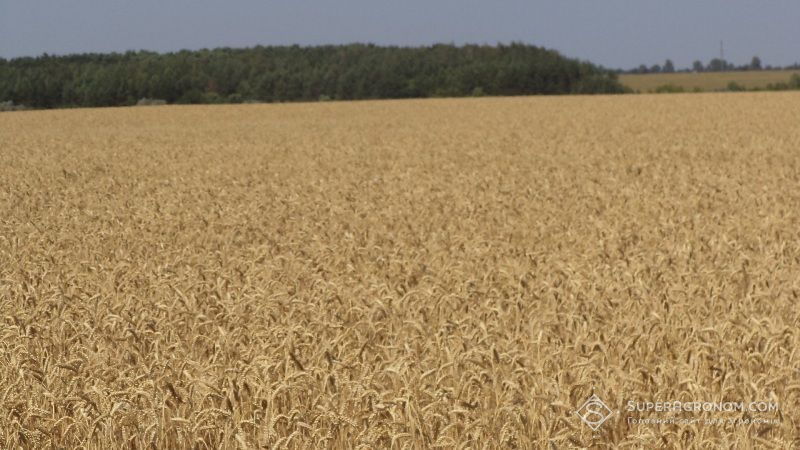 Аграрії розповіли про якість та кількість нового урожаю зернових