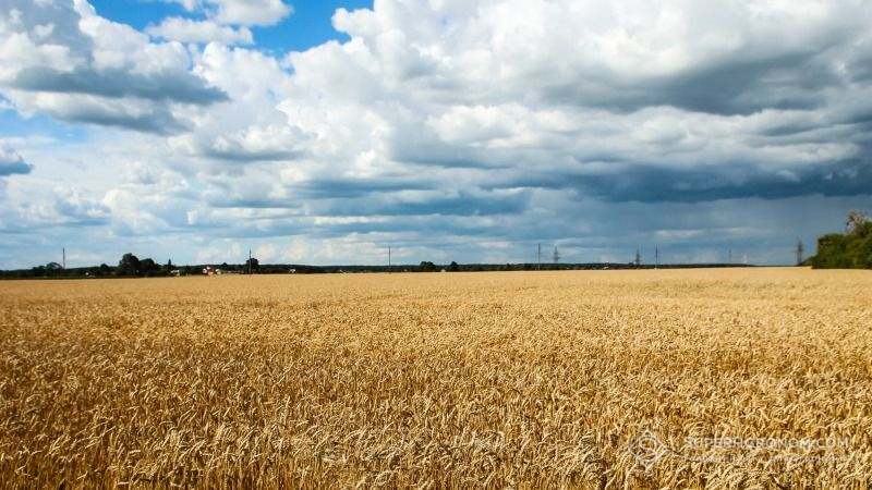 Врожайність пшениці у США знизиться до десятирічного мінімуму