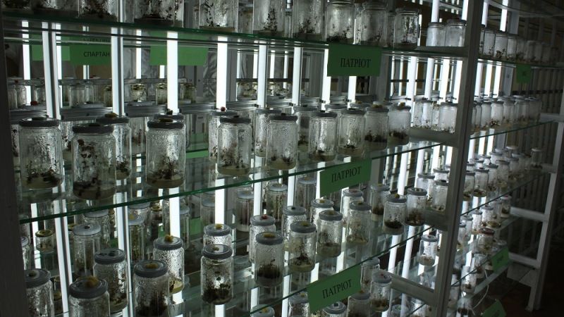 Новітня біотехнологічна лабораторія займатиметься мікророзмноженням ягідних сажанців in vitro