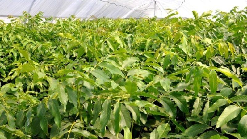 На Житомирщині за новою технологією вирощуватимуть волоський горіх