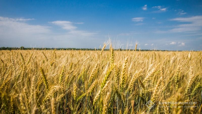 Хмельницька область зібрала перший мільйон тонн зерна з найвищим показником урожайності в Україні