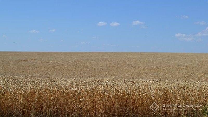 На Прикарпатті зібрано більше половини урожаю ранніх зернових