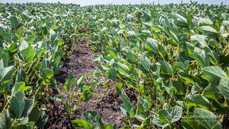 Агрокліматичні умови спричинять затримку початку збирання врожаю сої на Полтавщині