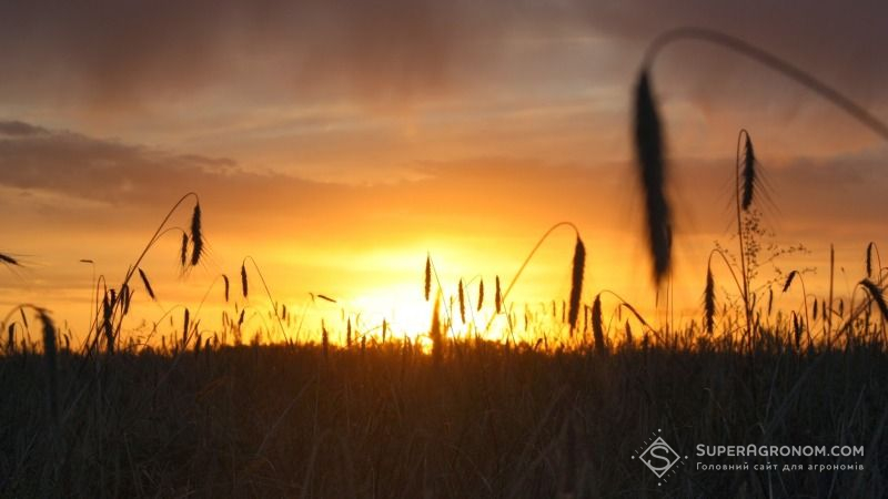 Катастрофічна посуха на заході США знищила цьогорічний урожай пшениці