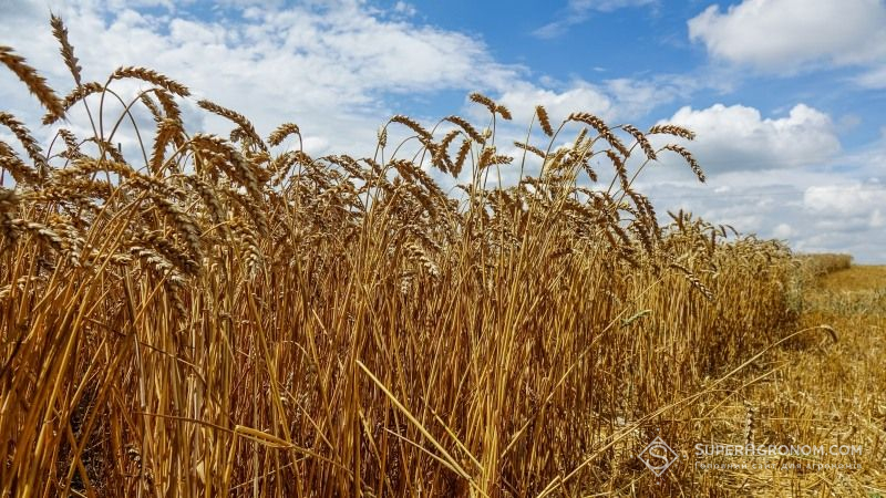 Прифронтові райони Донеччини завершують жнива ранніх зернових культур