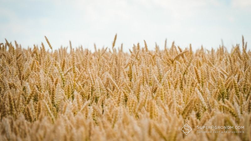 На Сумщині отримали рекордний показник урожайності пшениці — 10,4 т/га