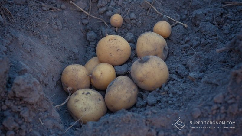 Для збереження генетичної цінності, сорти картоплі потрібно постійно оздоровлювати