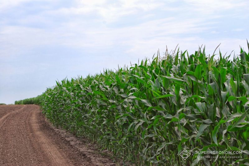 Посіви кукурудзи на Полтавщині страждають від посухи, агрономи області скаржаться на недостатню кількість опадів