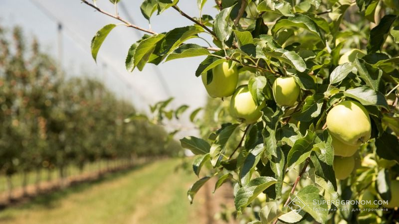 Урожай яблук в Україні сягне шестирічного мінімуму