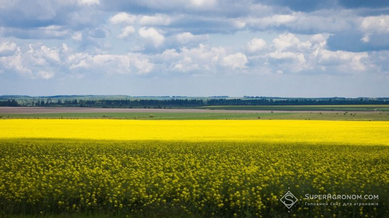 Господарства Білорусі розпочали посівну озимого ріпаку