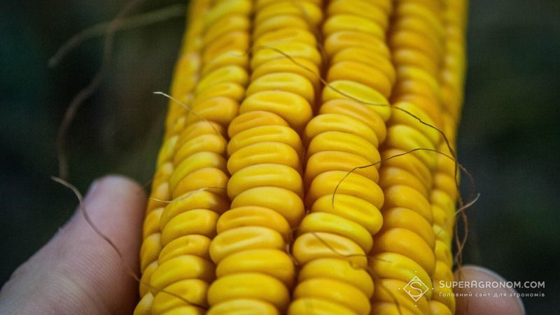 Намолочено перші 200 тонн кукурудзи урожаю 2017 року