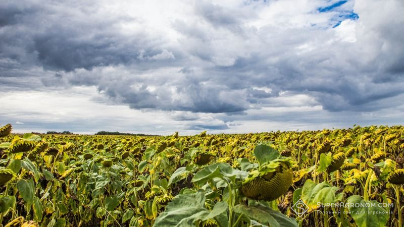 Посіви соняшнику в Миколаївській області знаходяться в незадовільному стані