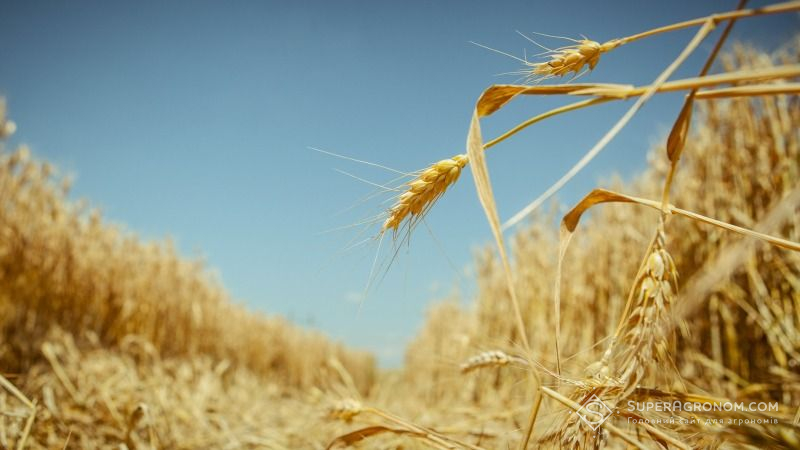 Сумщина завершує жнива ранніх зернових з середнім показником урожайності 4,7 т/га