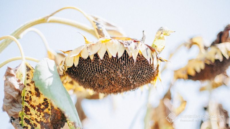Аграрії Херсонщини шоковані катастрофічно низькою урожайністю соняшнику
