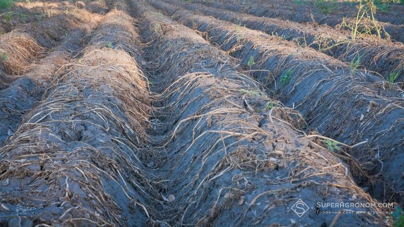 Через погодні умови середній показник урожайності картоплі не перевищить 3 т/га