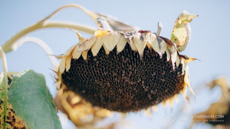 На півдні України намолочено понад 30 тис. тонн насіння соняшнику 
