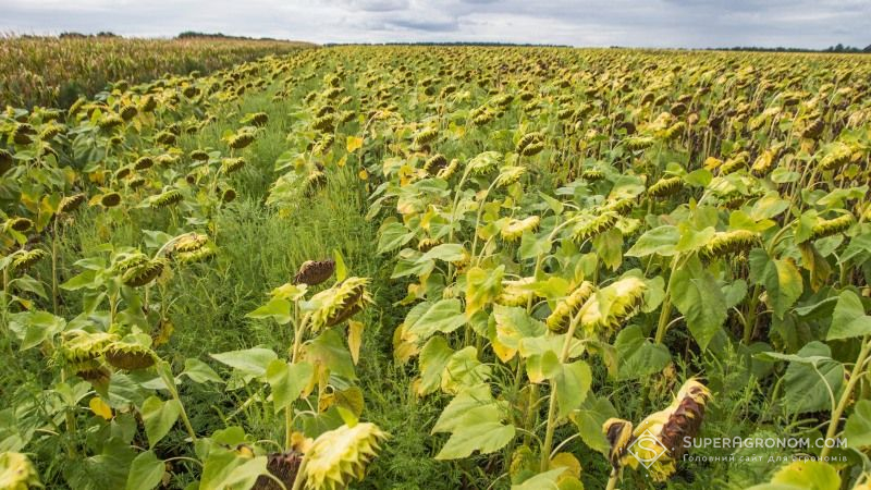 Фомоз загрожує урожаю соняшнику на Кіровоградщині, хворобою уражено 67% посівів