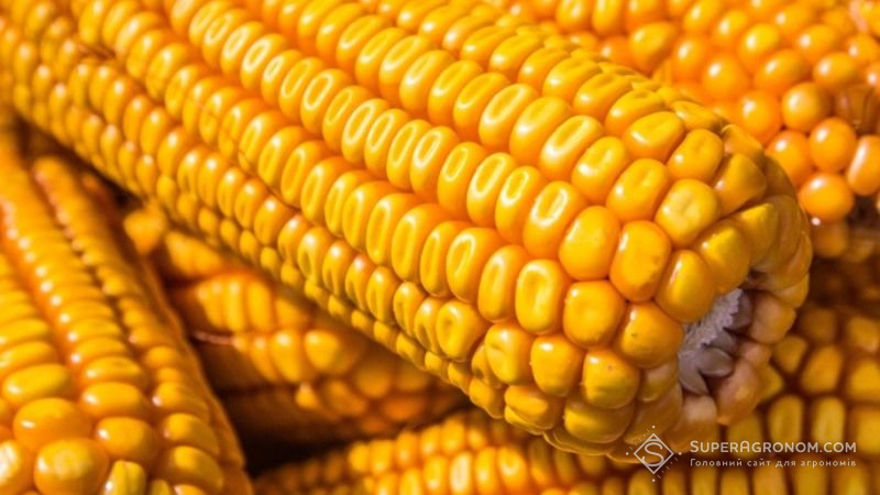 Погодні умови в Європі посприяли підвищенню урожайності кукурудзи до 7 т/га