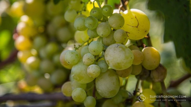 На Херсонщині стартував сезон збирання урожаю винограду