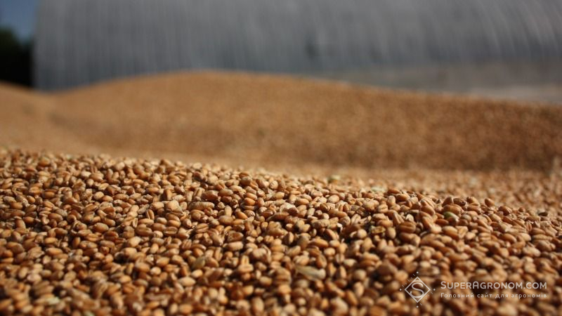 Валовий збір ранніх зернових на Кіровоградщині є гіршим, ніж минулорічний